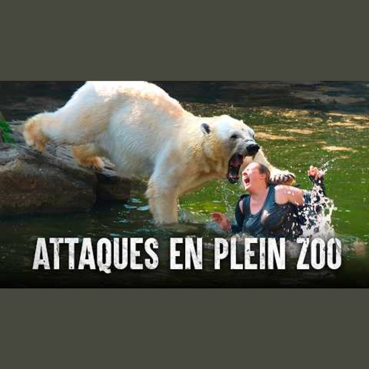 Quand les animaux de zoos se retournent contre les humains