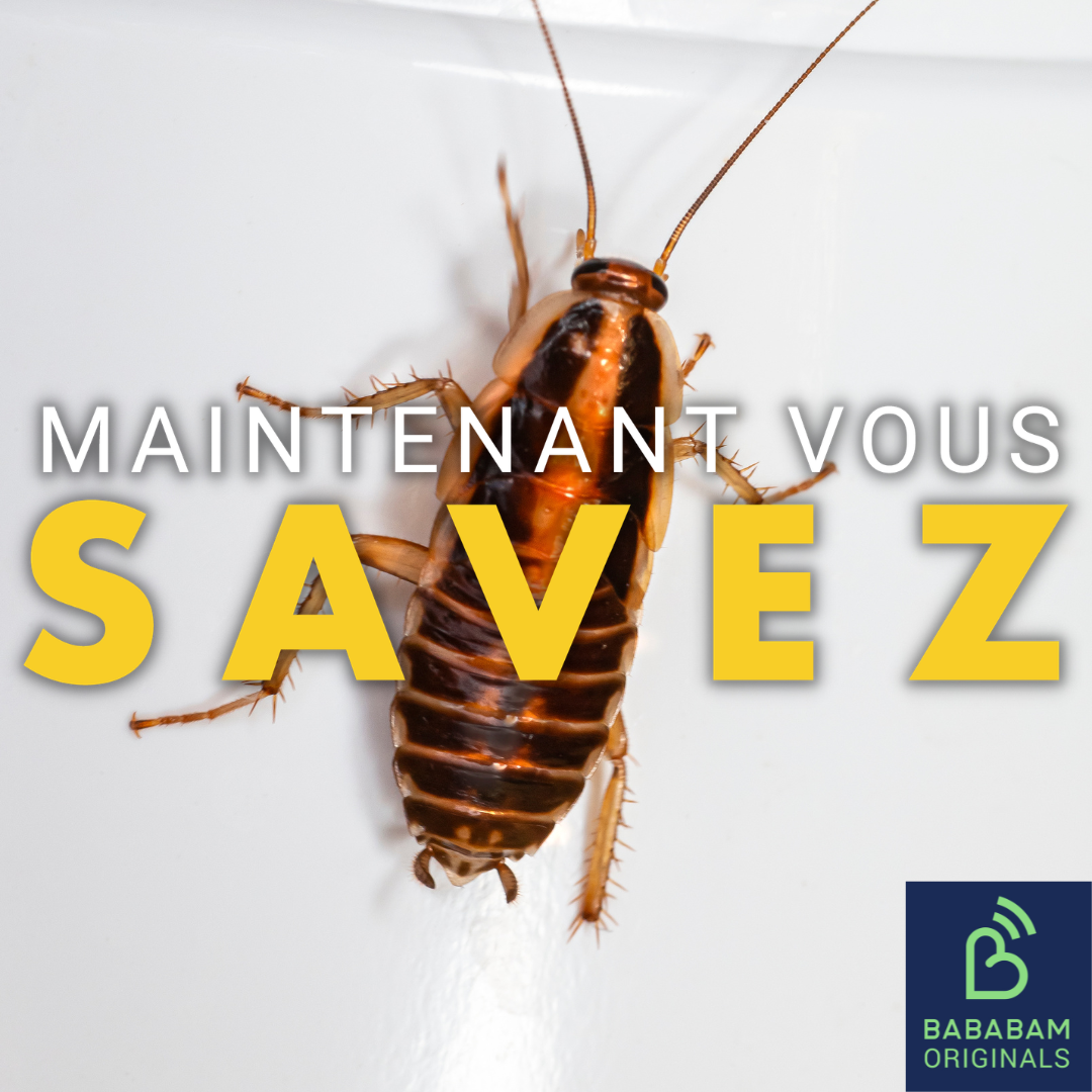 Comment les cafards arrivent-ils chez nous ?