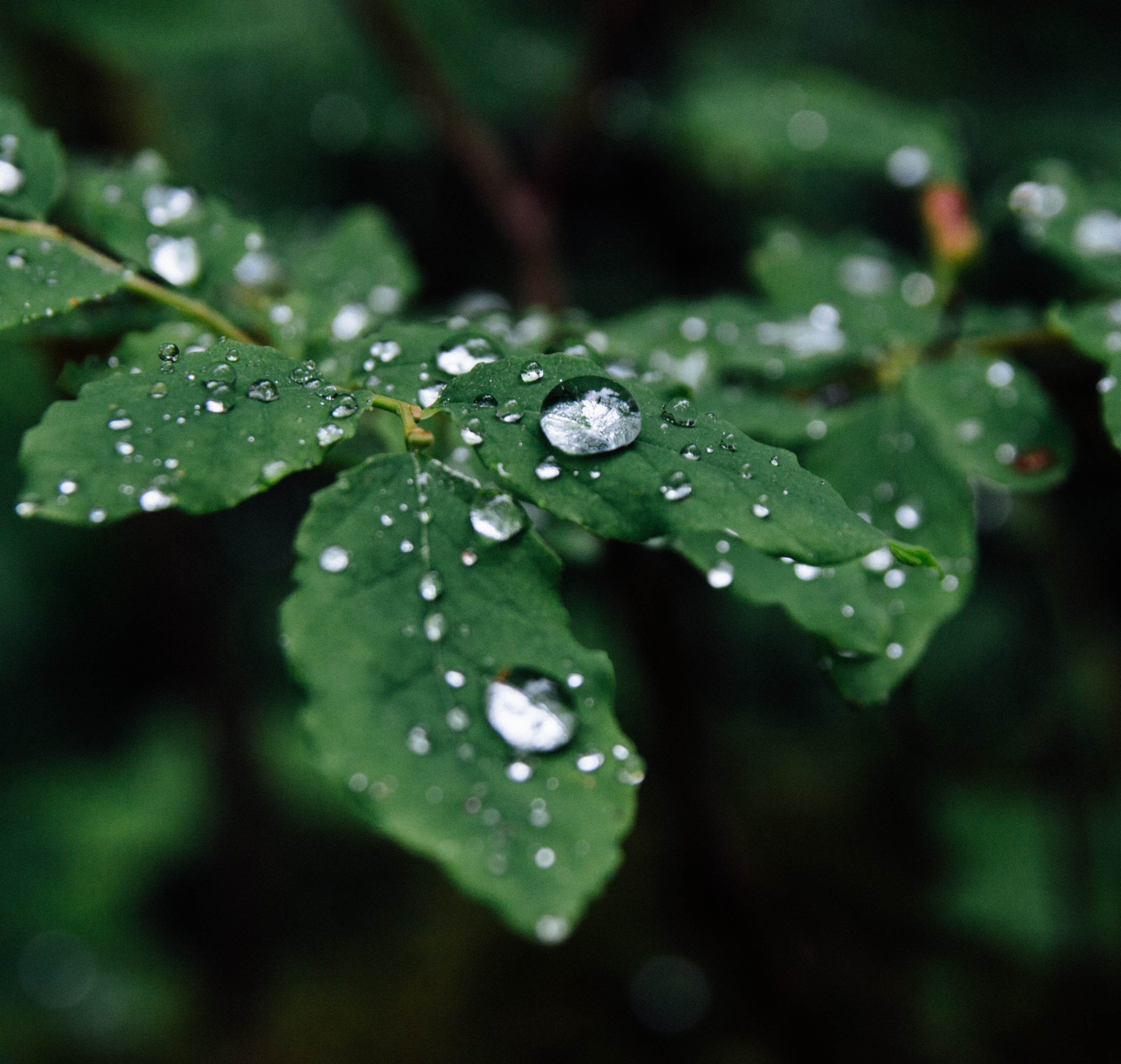 Soft Forest Rain: 3-Hour Tranquil Nature Ambiance for Blissful Sleepiness