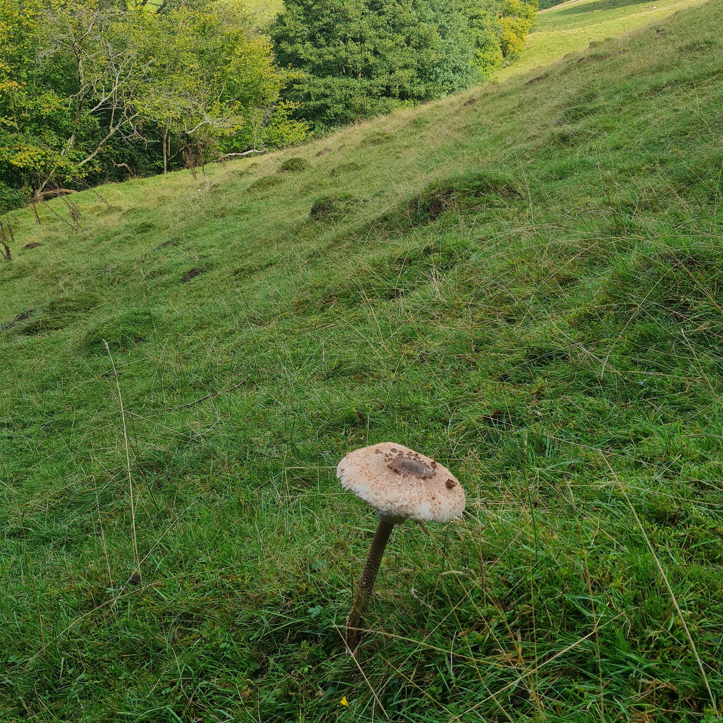 Sound Escape 191. Sit for a while in a sunny valley of sheep and fungi