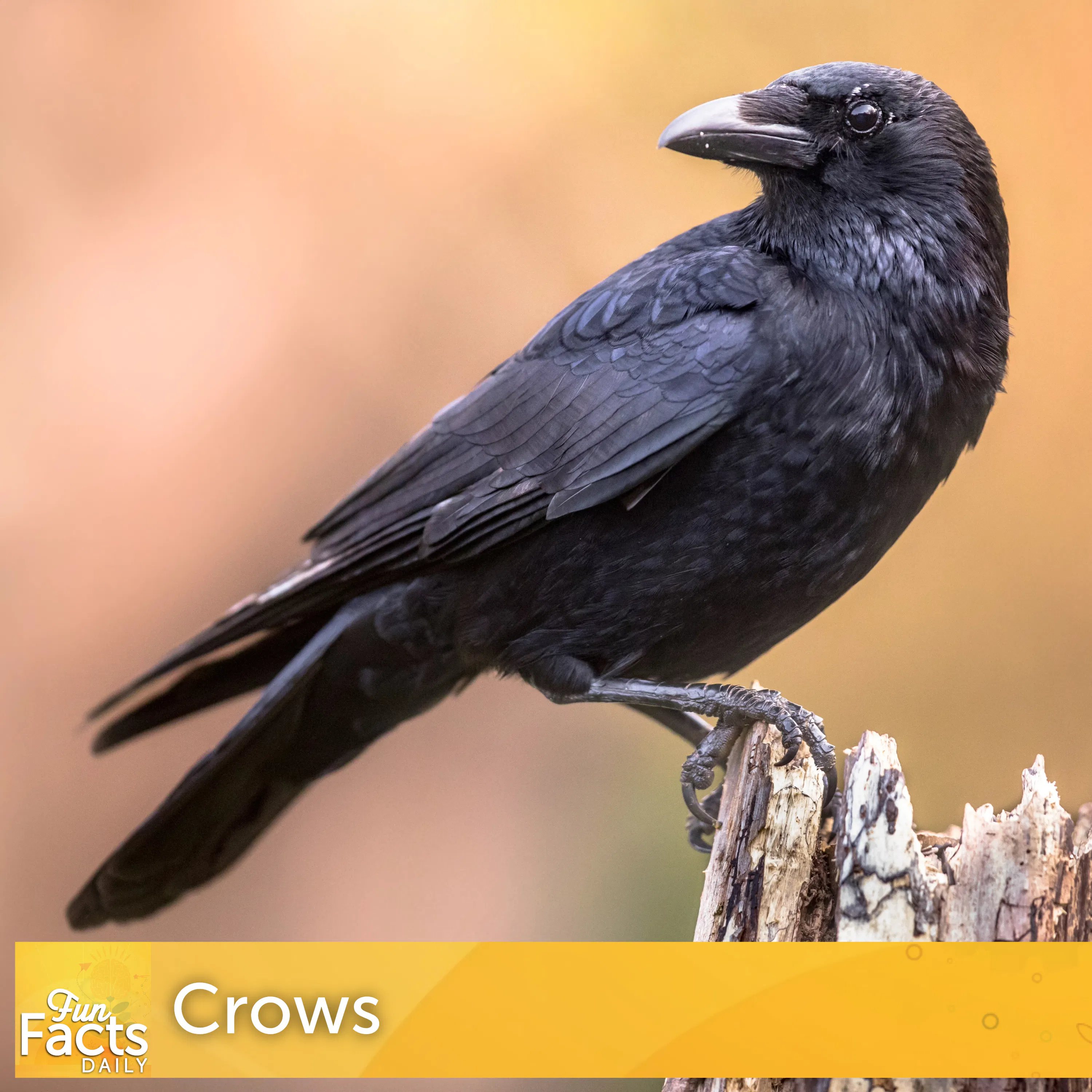 Fun Facts About Crows episode artwork