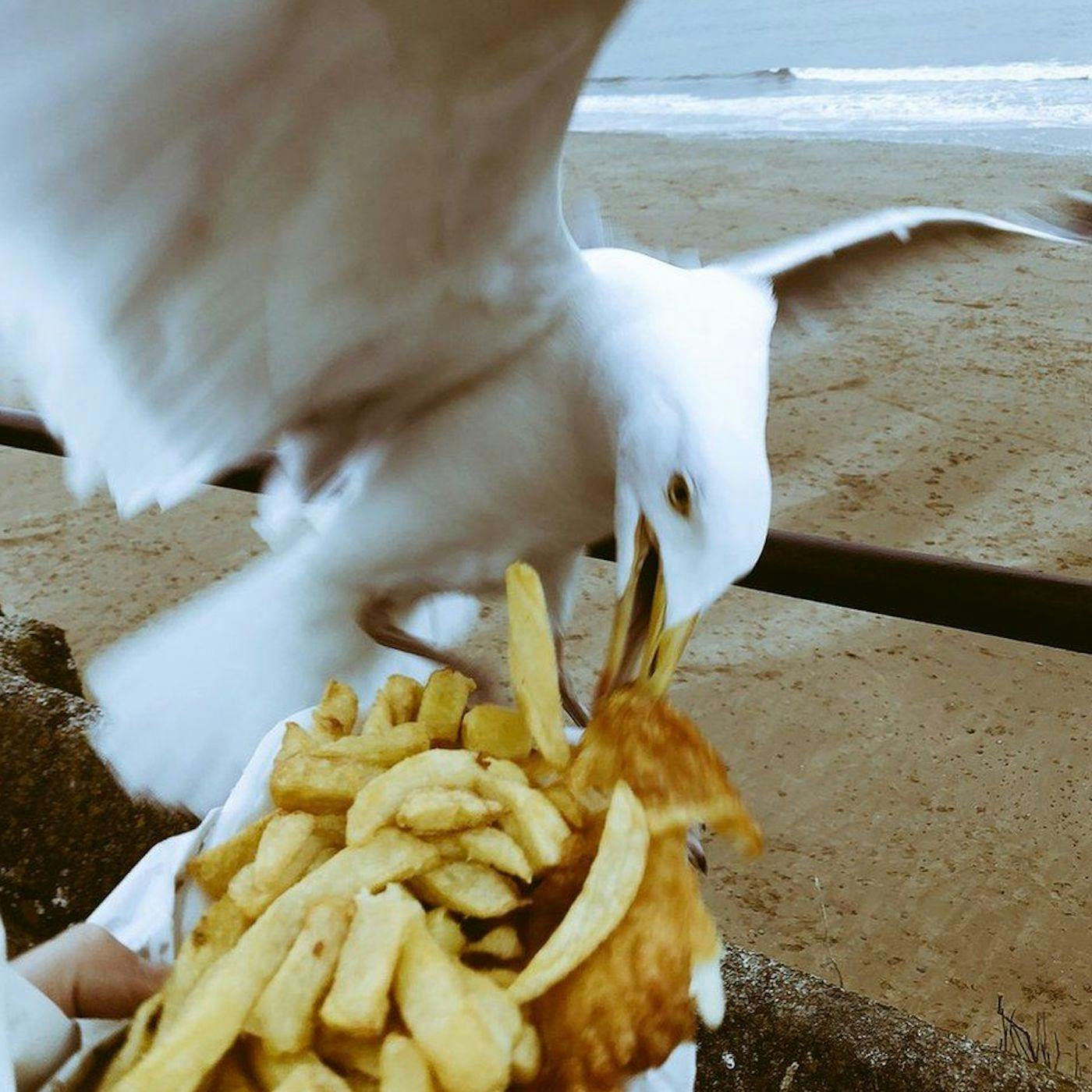 Seagulls Nicked My Chips