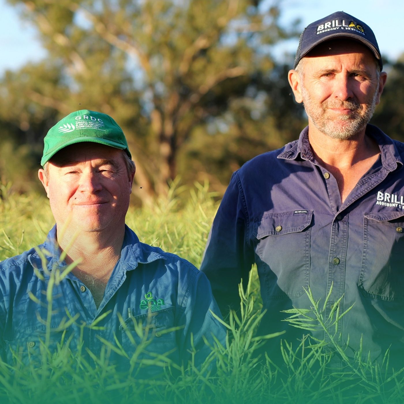 Canola fungicides: Worth the spray in medium rainfall zones?