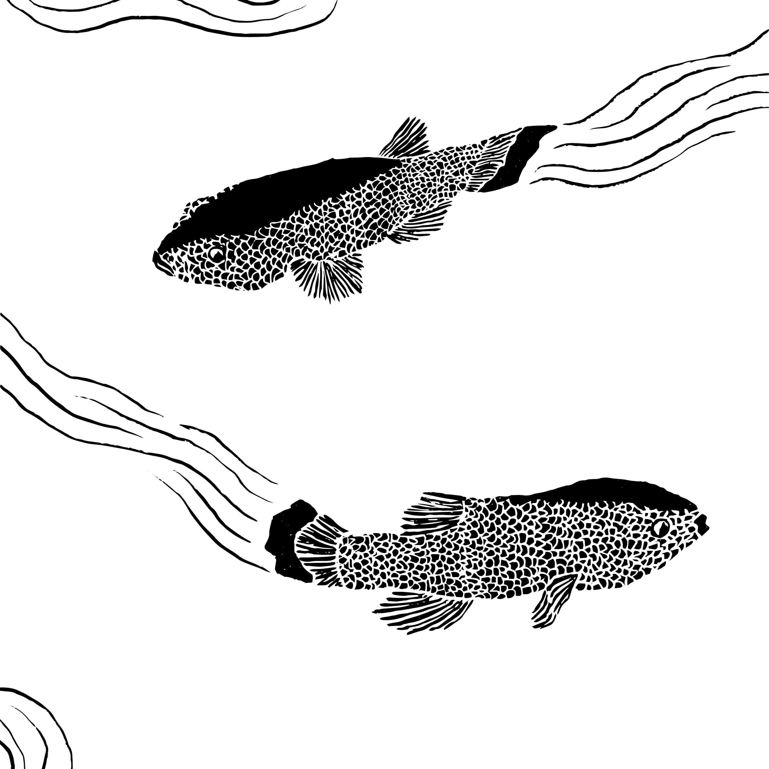 The Devil’s Hole Pupfish