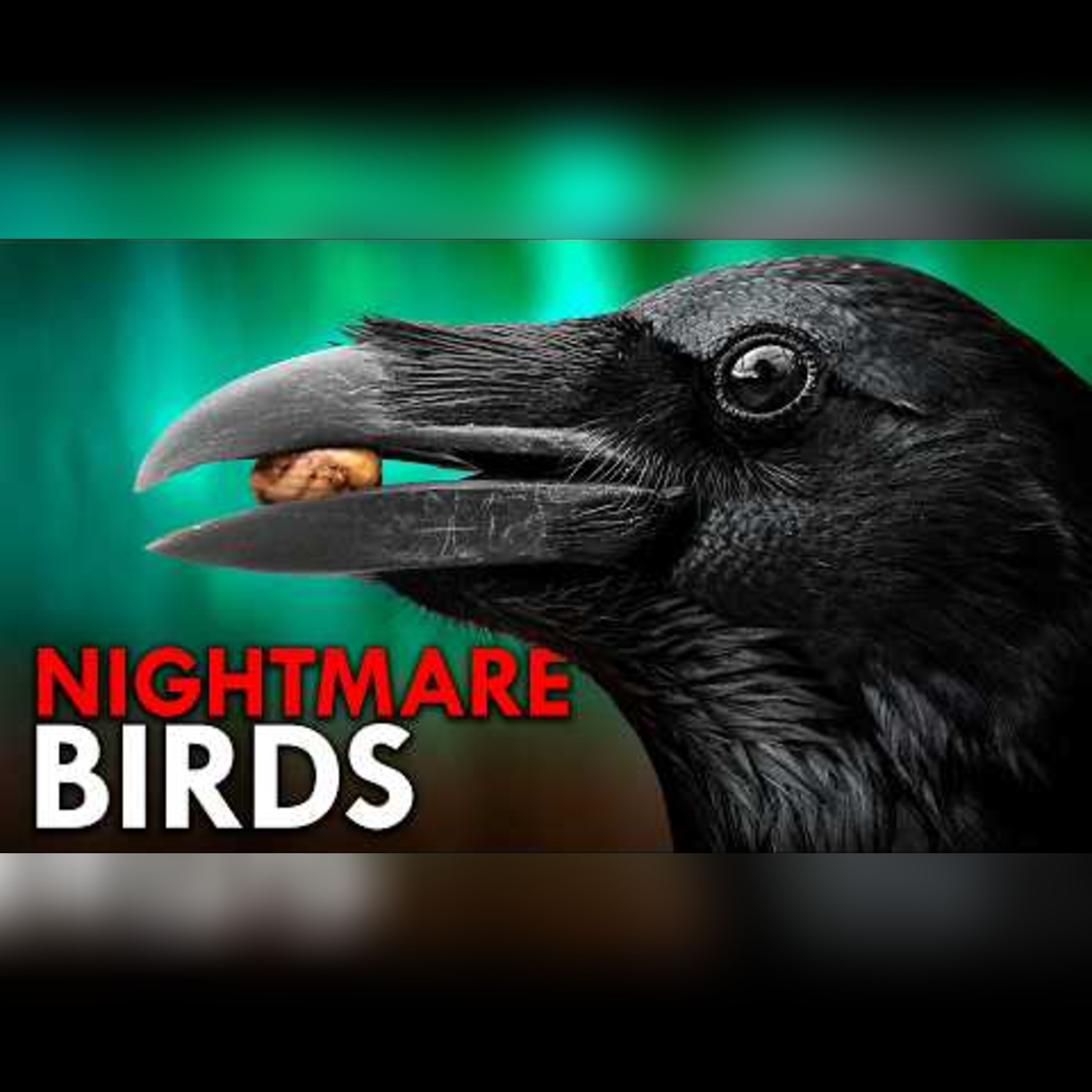 Birds Are Secretly Terrifying episode artwork