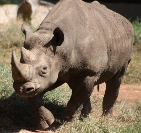 Rewilding Rhinos w/Alison Kennedy-Benson