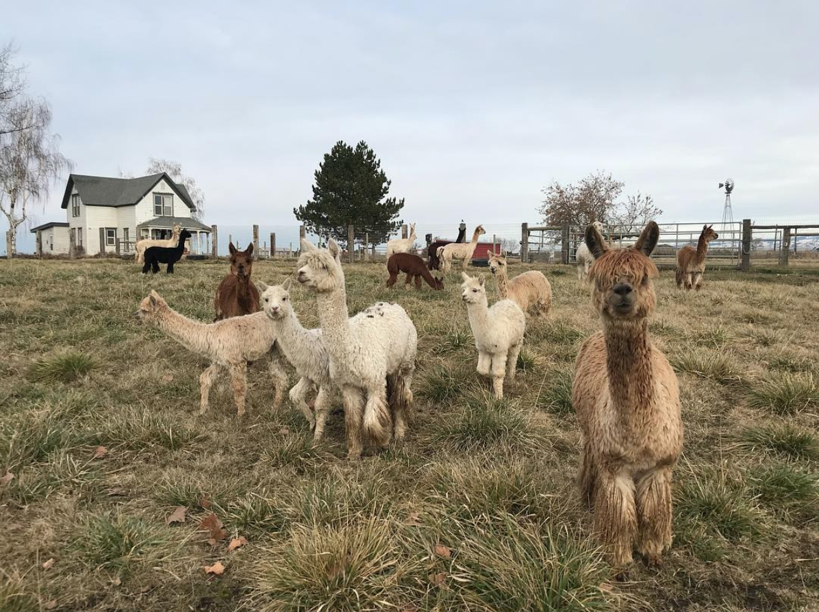 Homesteady - Stories of Living off the Land