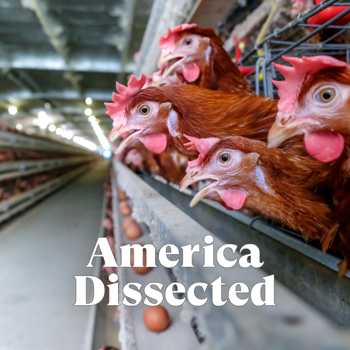 Bird Flu, Baby Formula and The Bully Pulpit