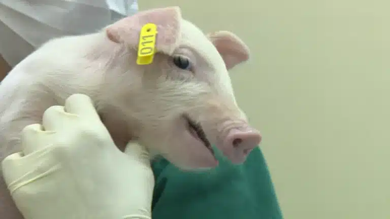 Após nascimento do primeiro porco clonado no Brasil, novos filhotes já são aguardados
