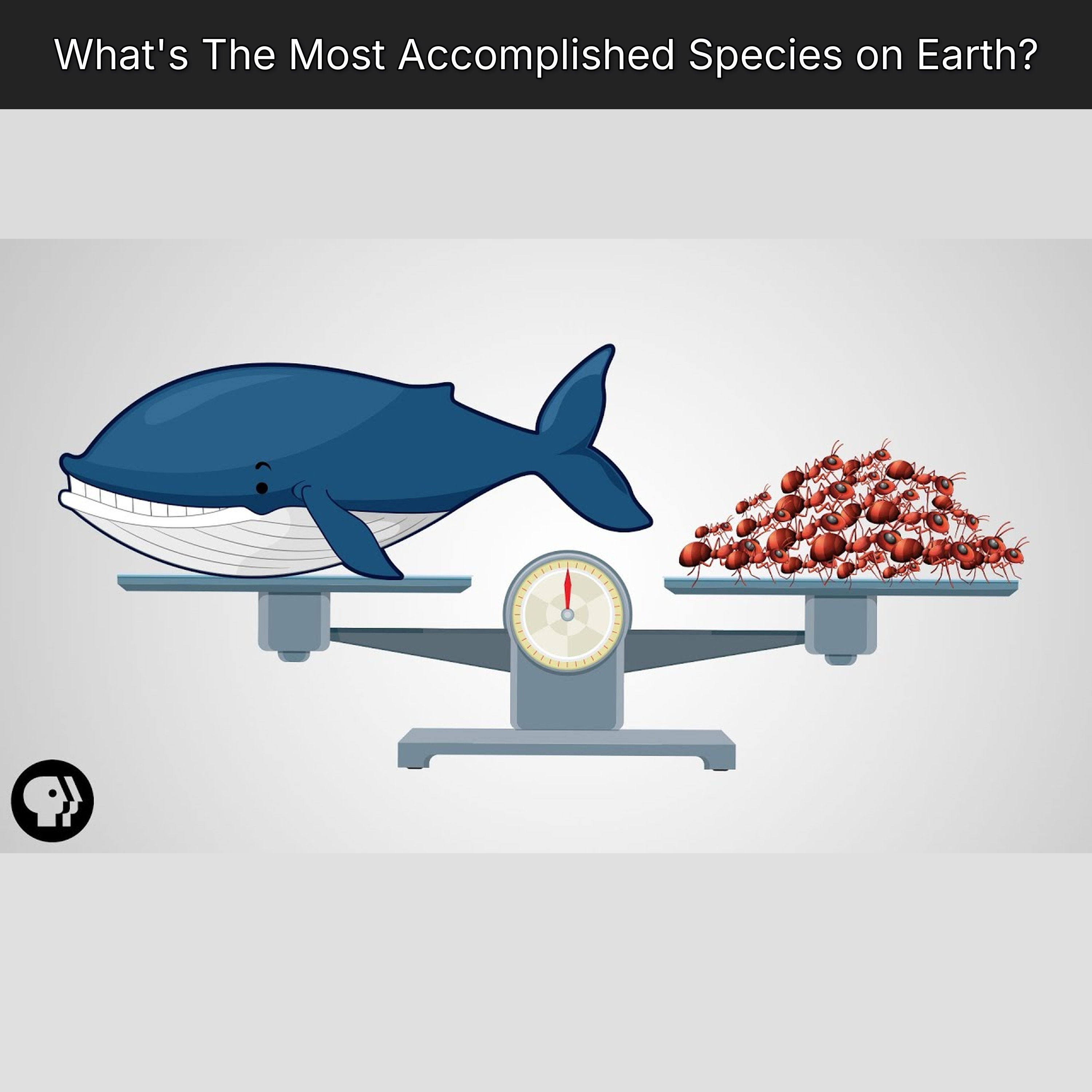 What's The Most Accomplished Species on Earth? episode artwork