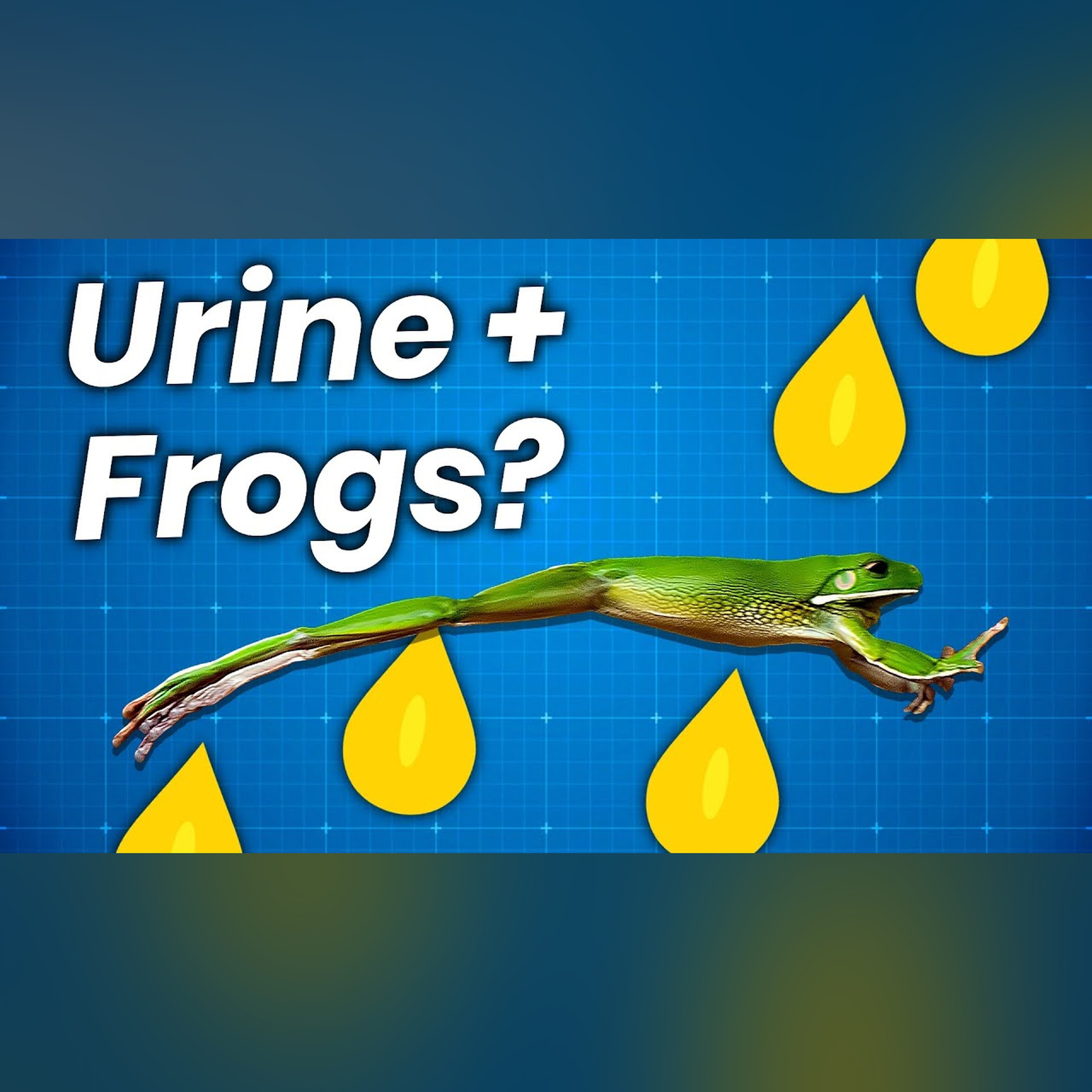 What Happens When You Inject Urine into Frogs episode artwork