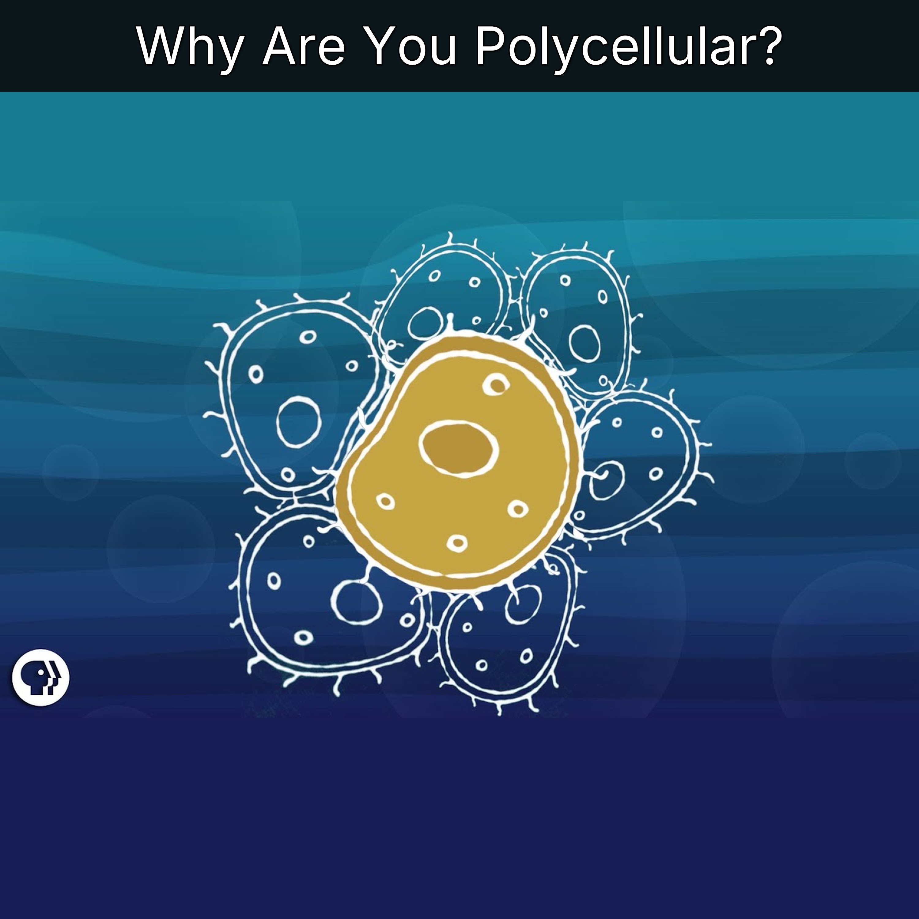 Why Are You Polycellular? episode artwork