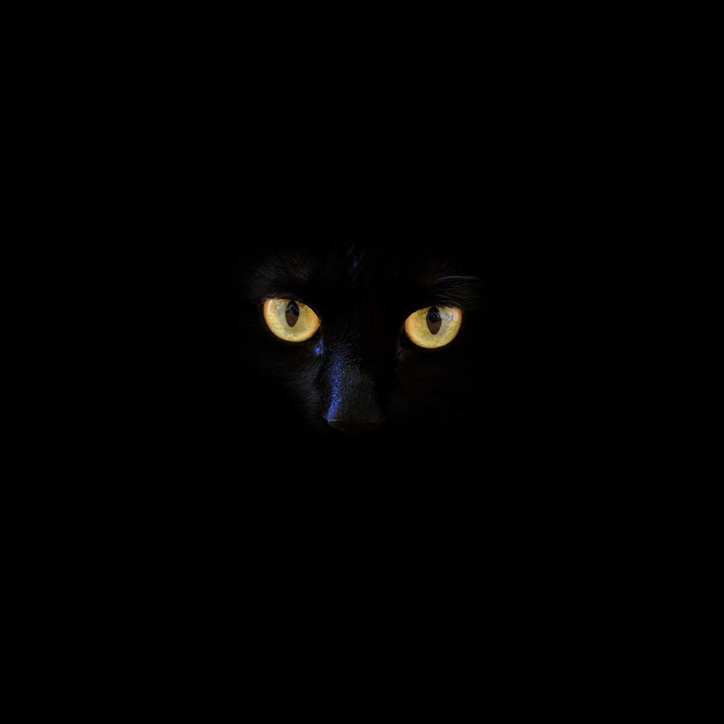Ep. 147: Wrestling With Schrodinger’s Cat