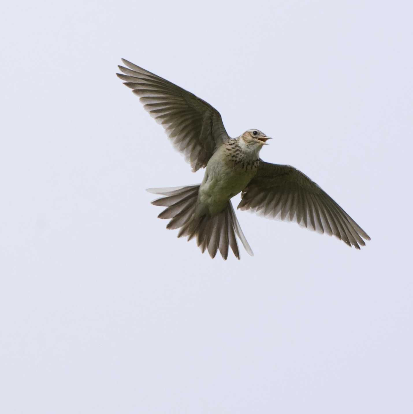 Sound Escape 114: Skylarks ascending over a field of barley