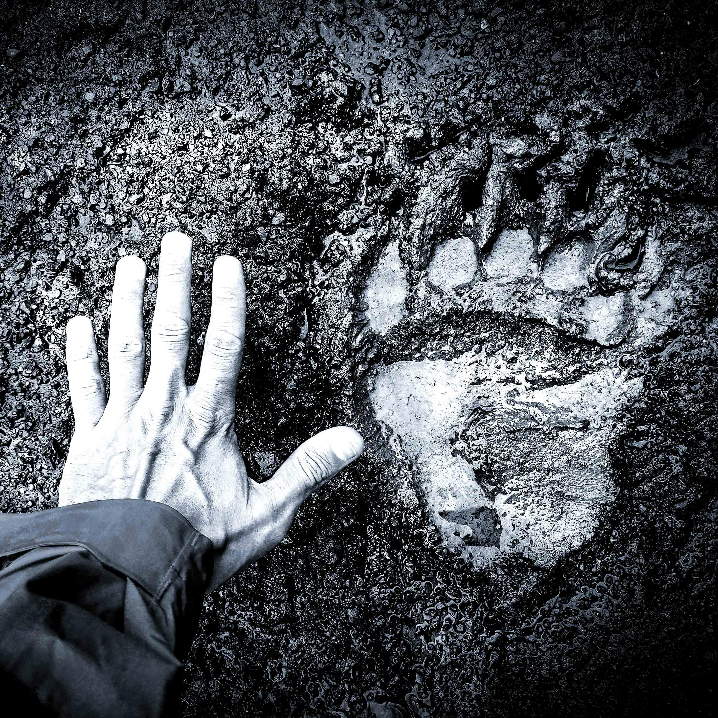 Premonition Premonition