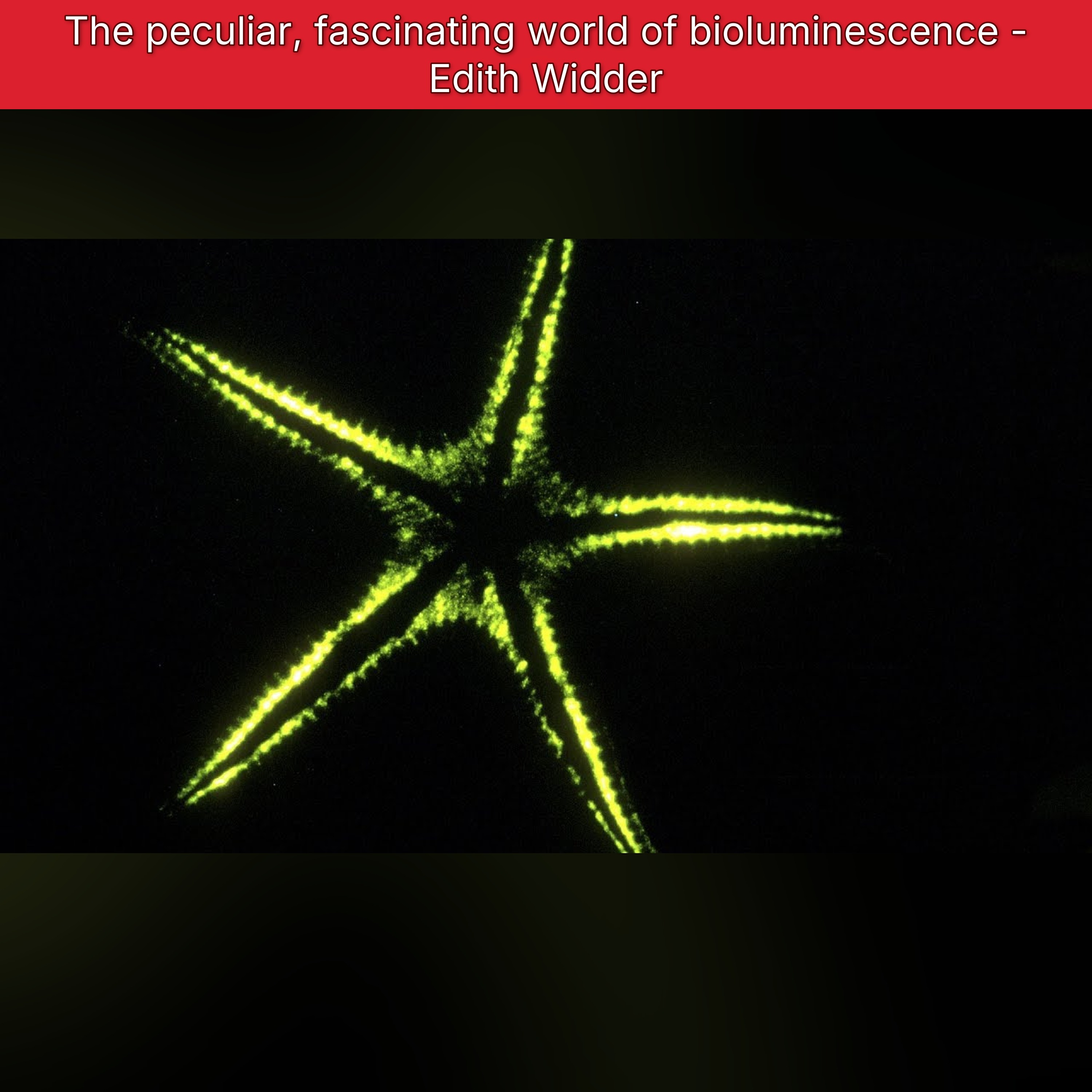 The peculiar, fascinating world of bioluminescence - Edith Widder episode artwork