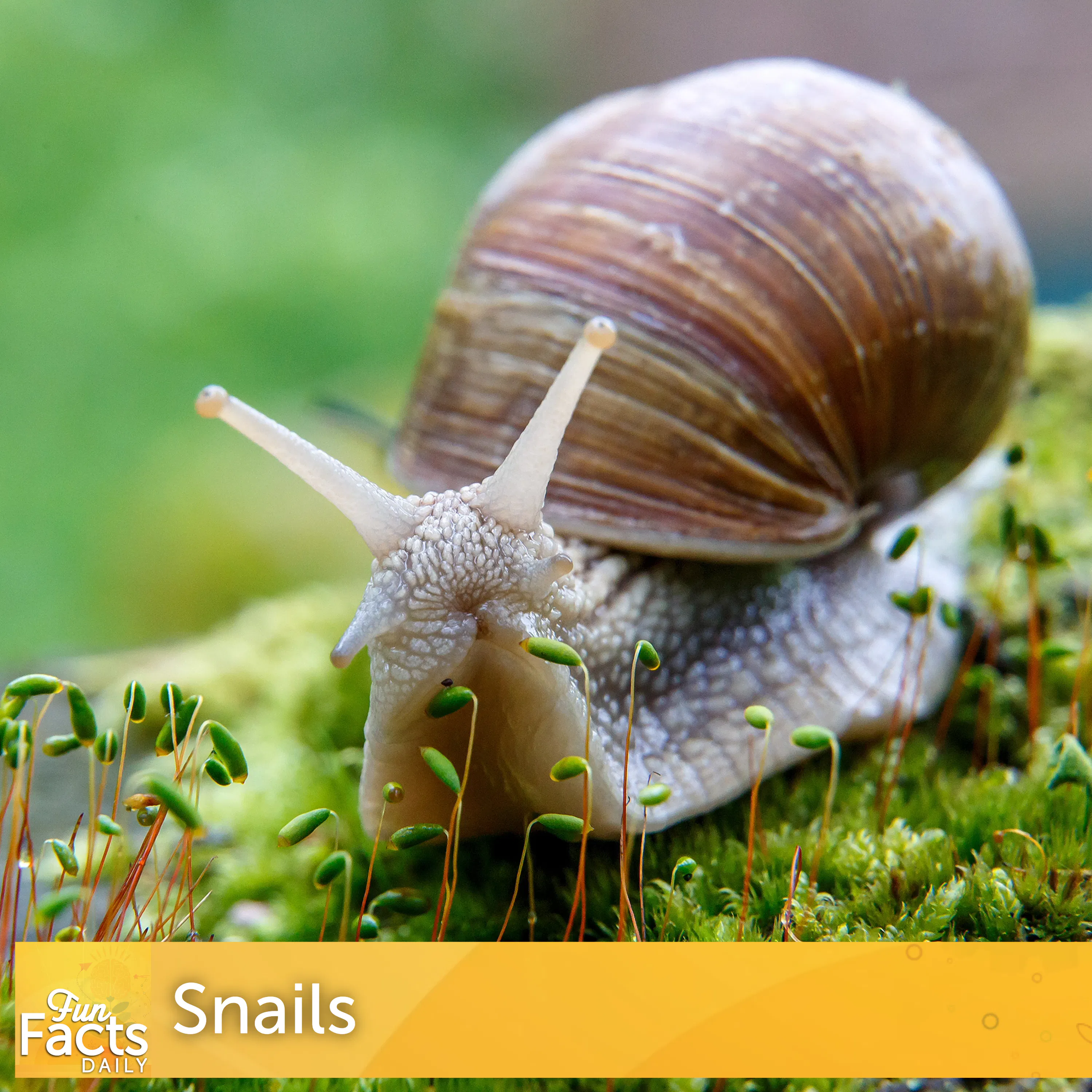 Fun Facts About Snails episode artwork