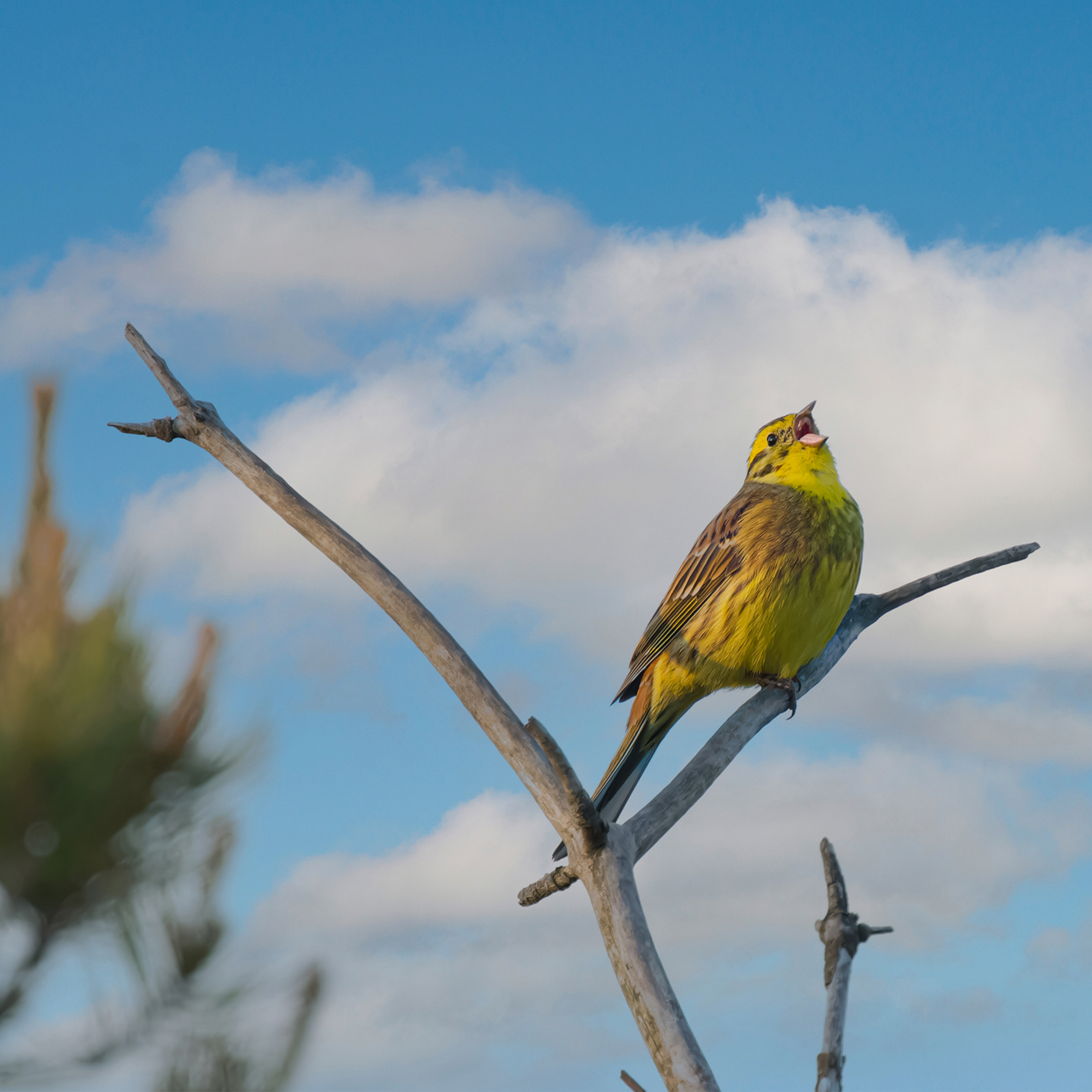 Sound Escape 217. Enjoy the zipping song of a yellowhammer at the bottom of the garden