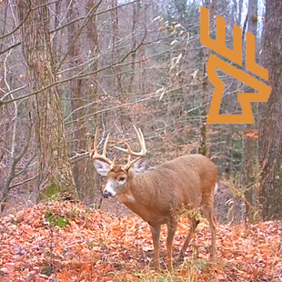 Whitetail Landscapes - Where Deer Bed, Morning Hunts in Bedding Areas, Landscape Design