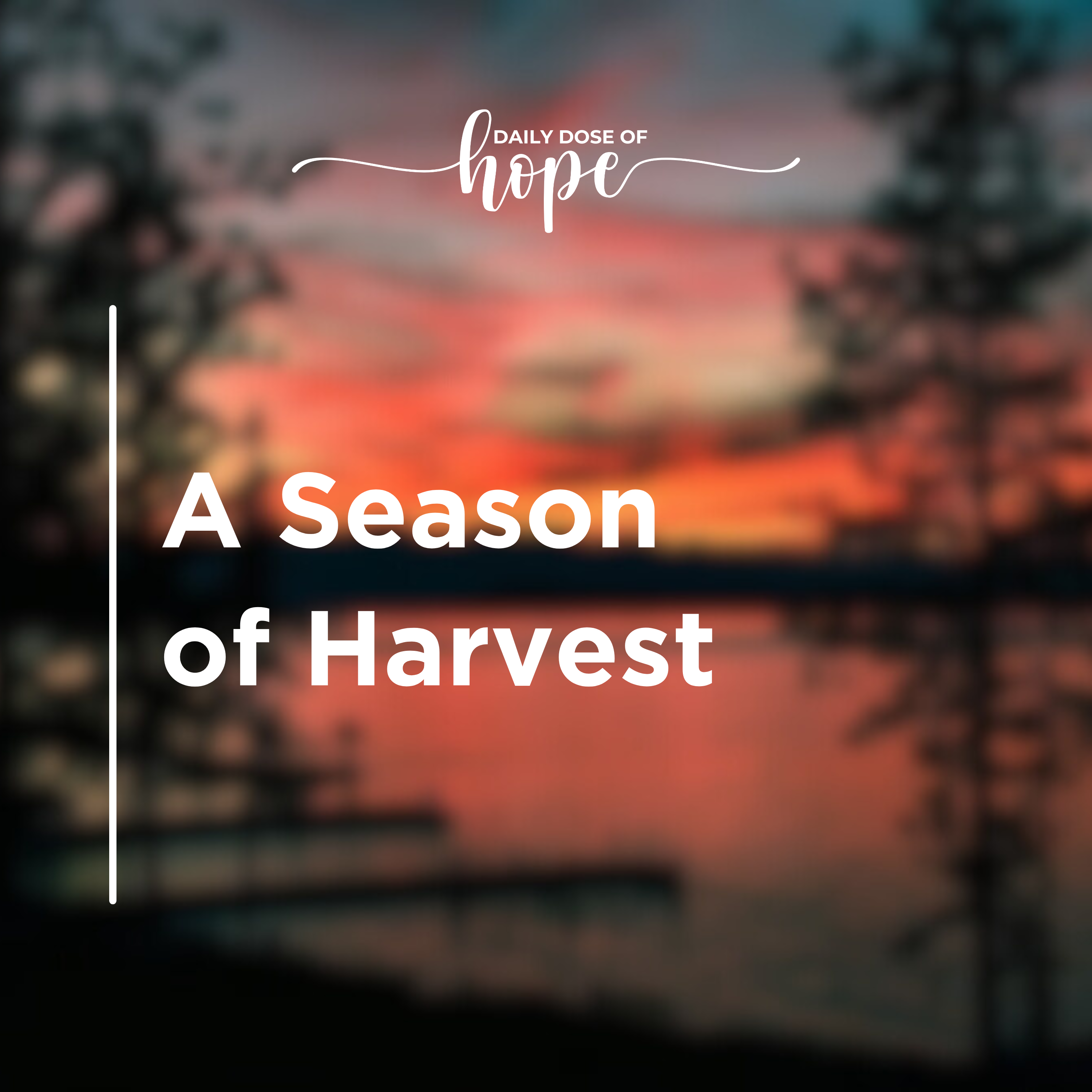 A Season of Harvest episode artwork