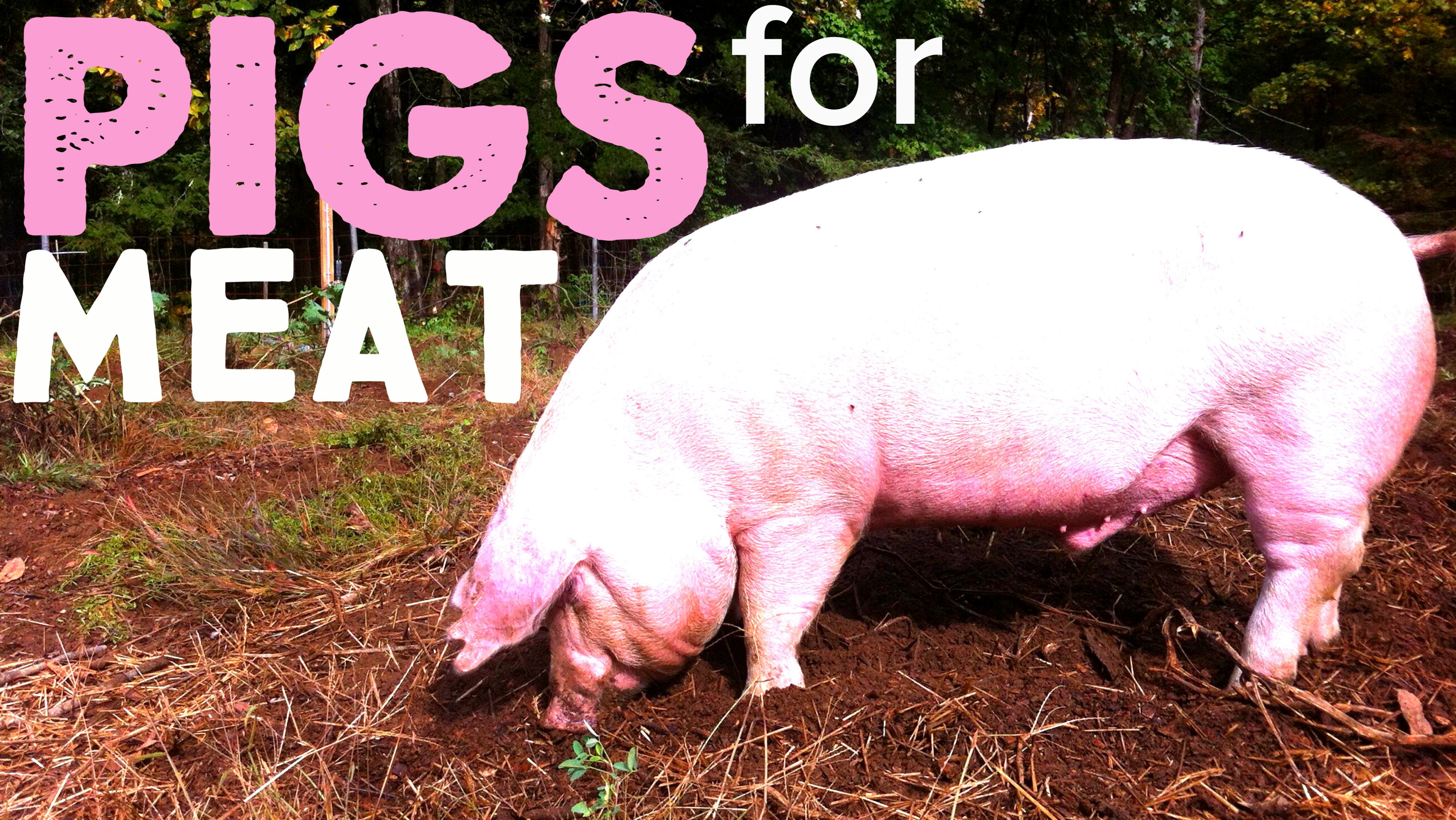 Should You Raise Pastured Pigs On Your Homestead?