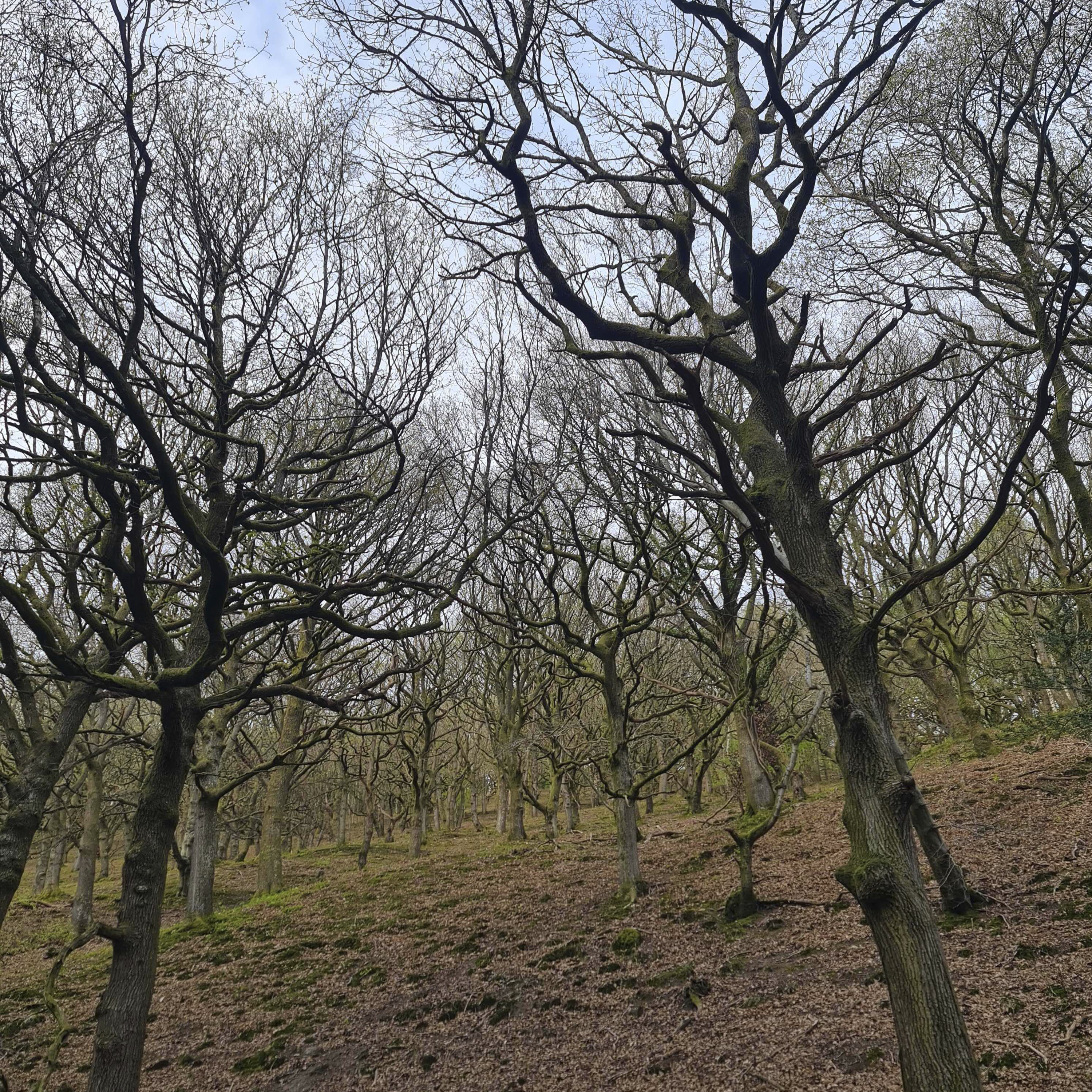 Sound Escape 272. Relax to the evening symphony of an oak woodland - led by a song thrush
