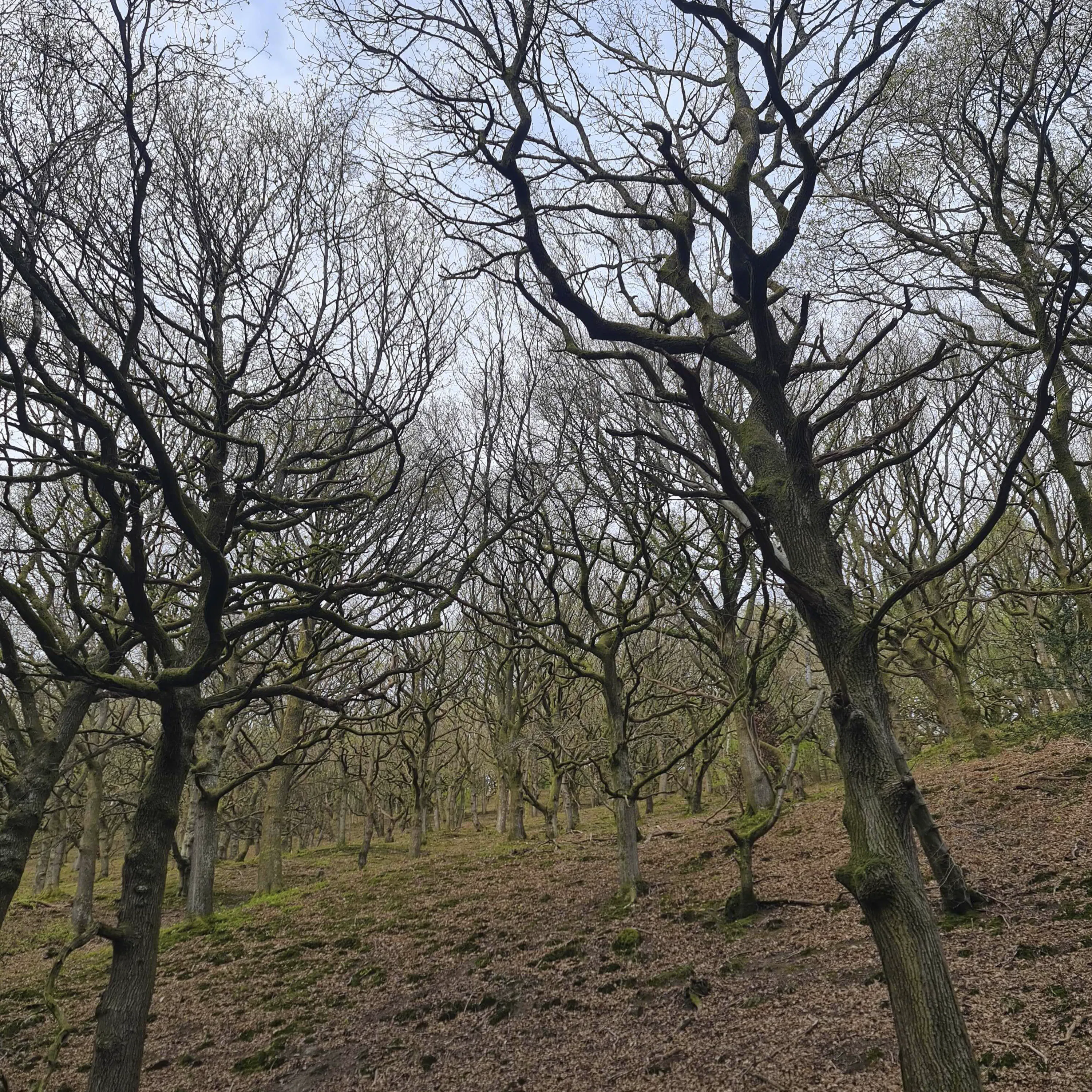 Sound Escape 272. Relax to the evening symphony of an oak woodland - led by a song thrush episode artwork