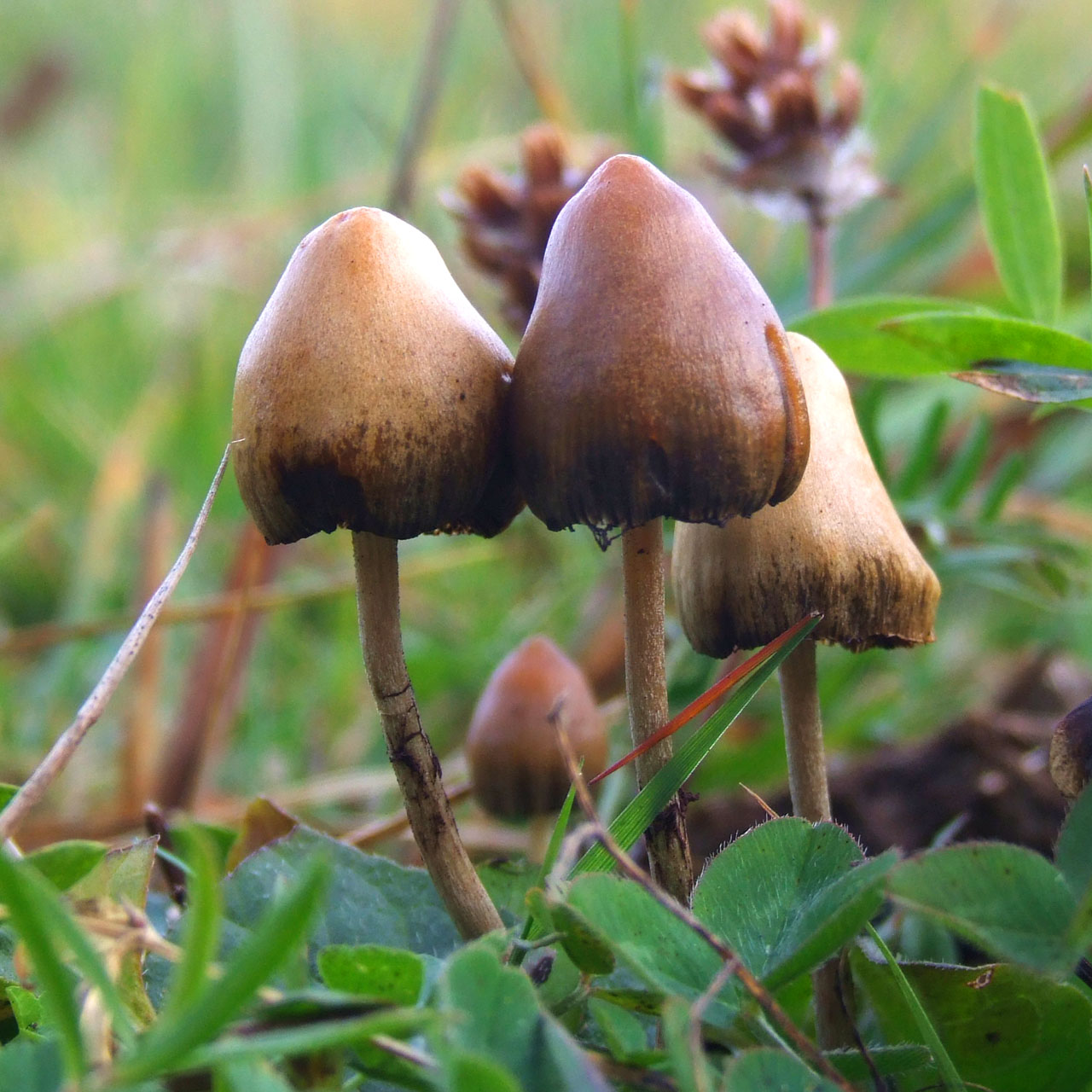 It's Time We Talk About Legalizing Magic Mushrooms episode artwork