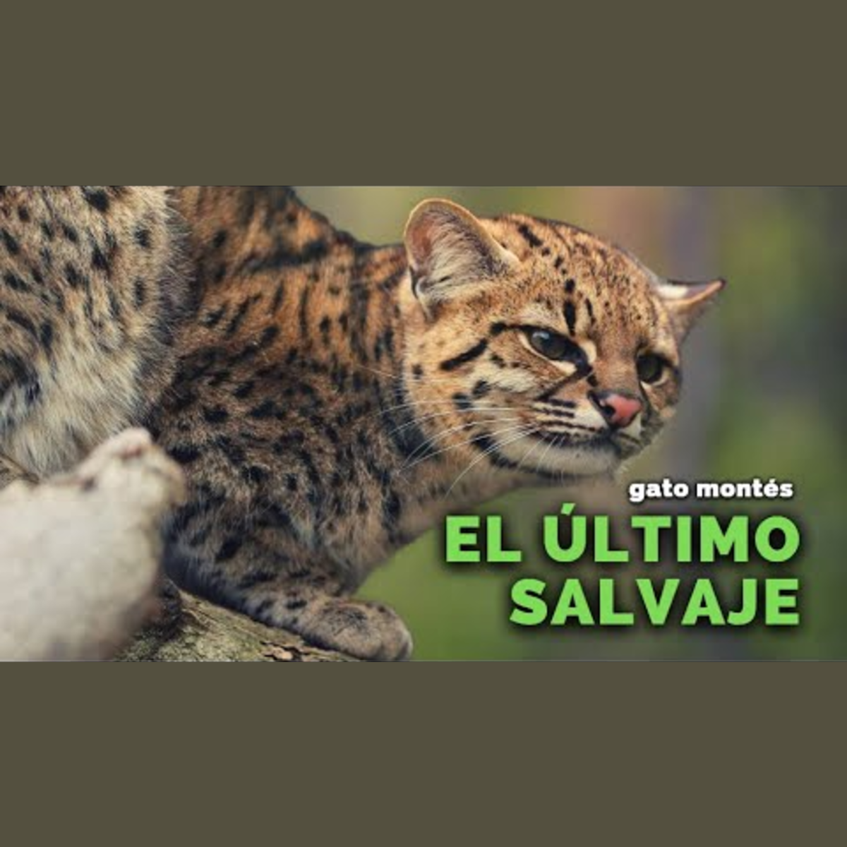 Animalogic En Español