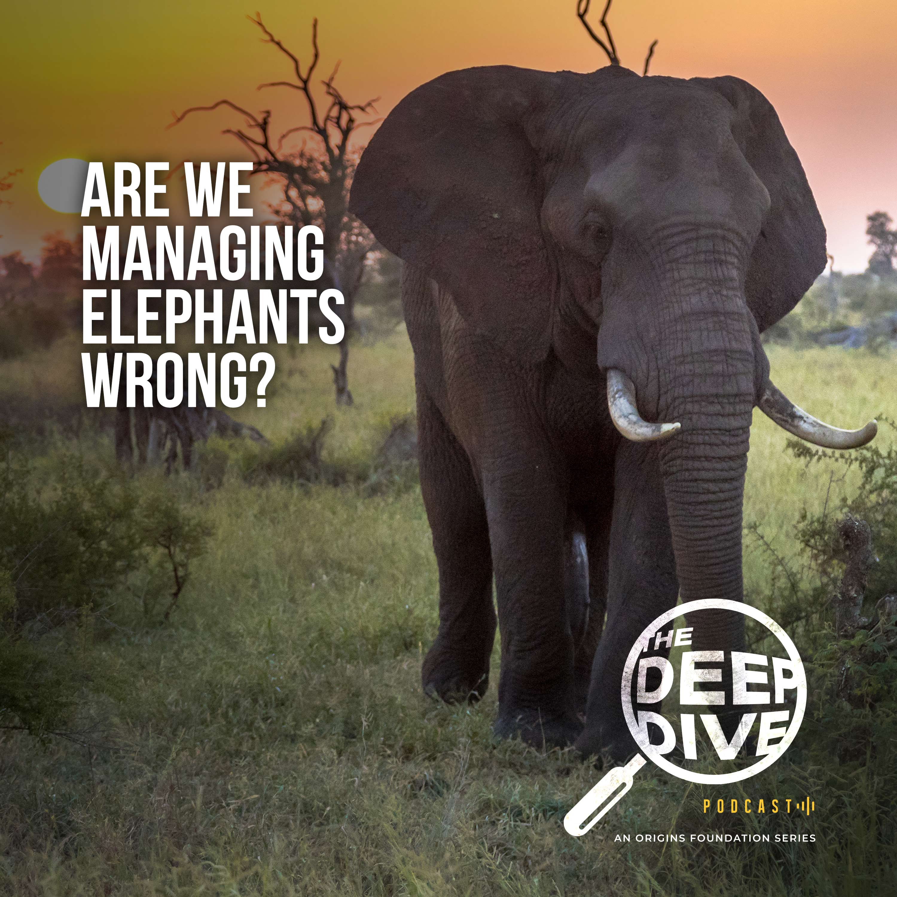 Are We Managing Elephants Wrong? || The Deep Dive #1
