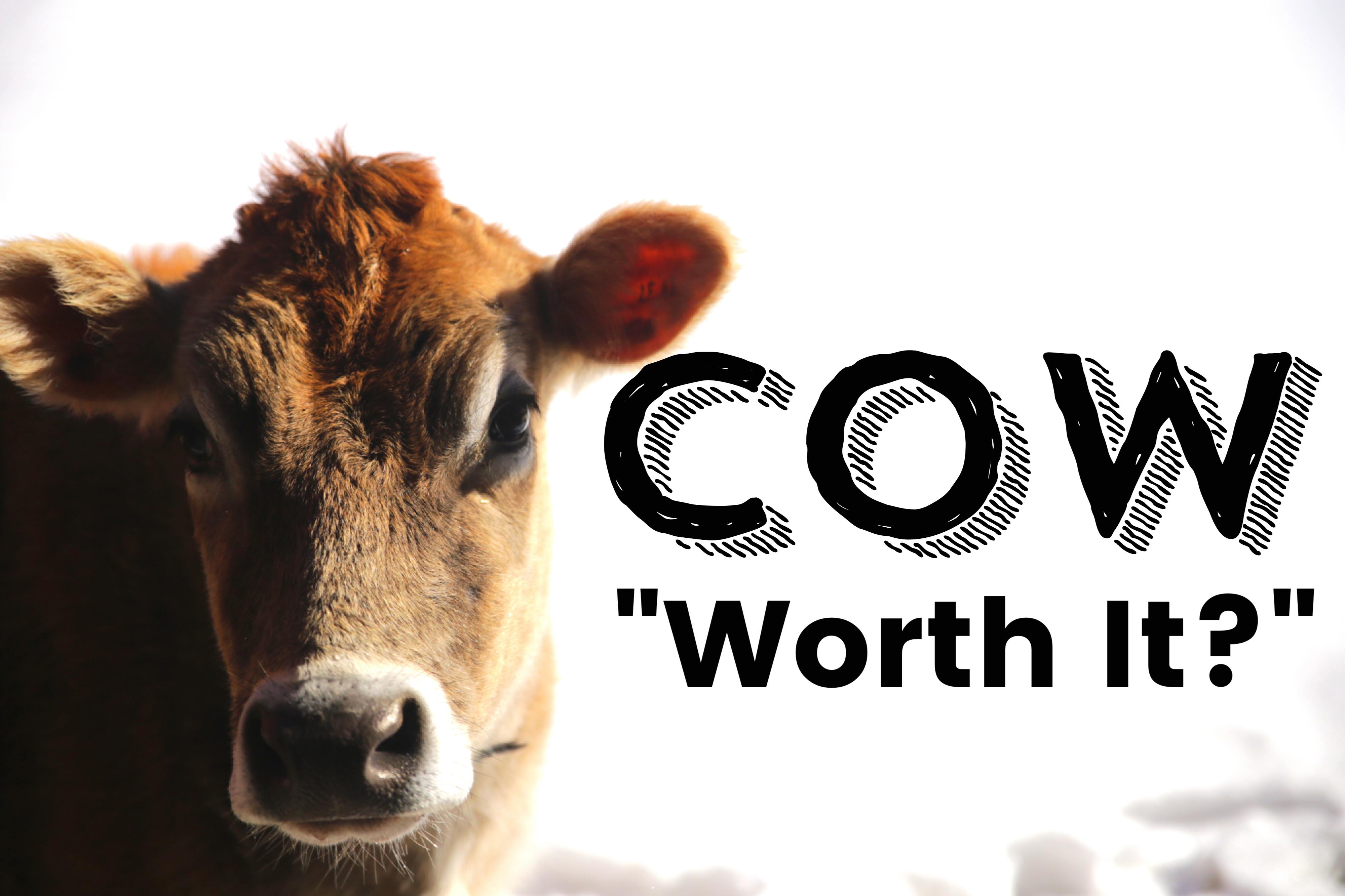 Is owning a Family Cow ”Worth It?”