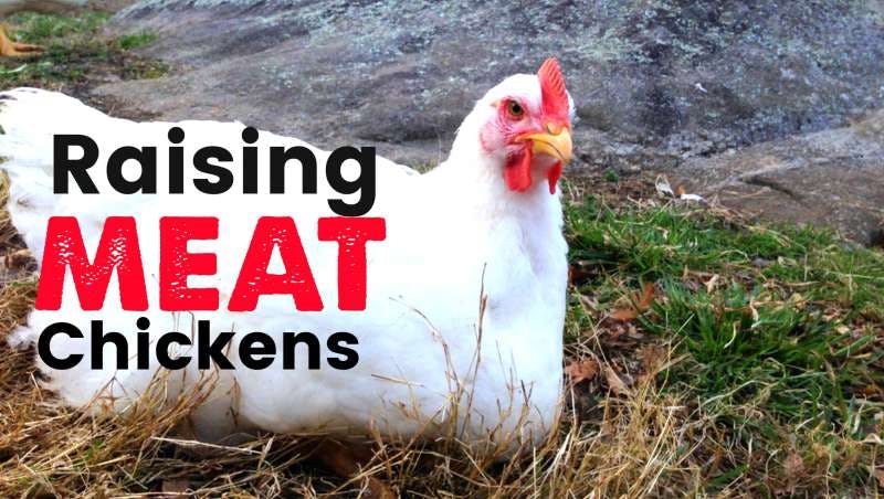 Raising Meat Chickens - Pastured Poultry... Is it Profitable?