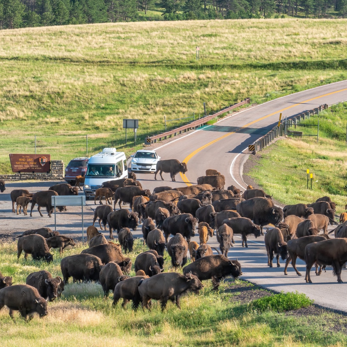 #95: Custer State Park and the Black Hills