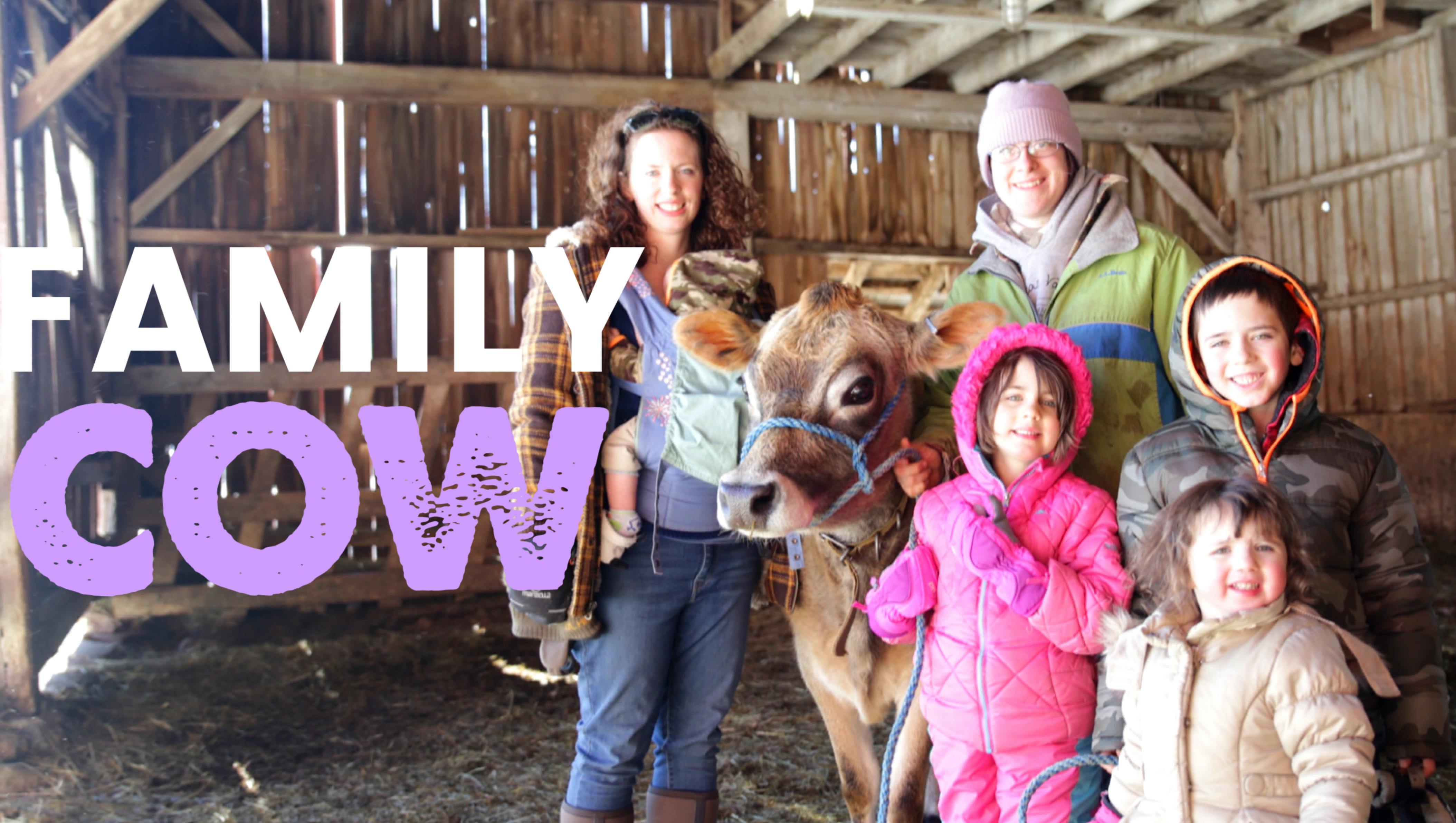 The Family Cow - Should We Get One?