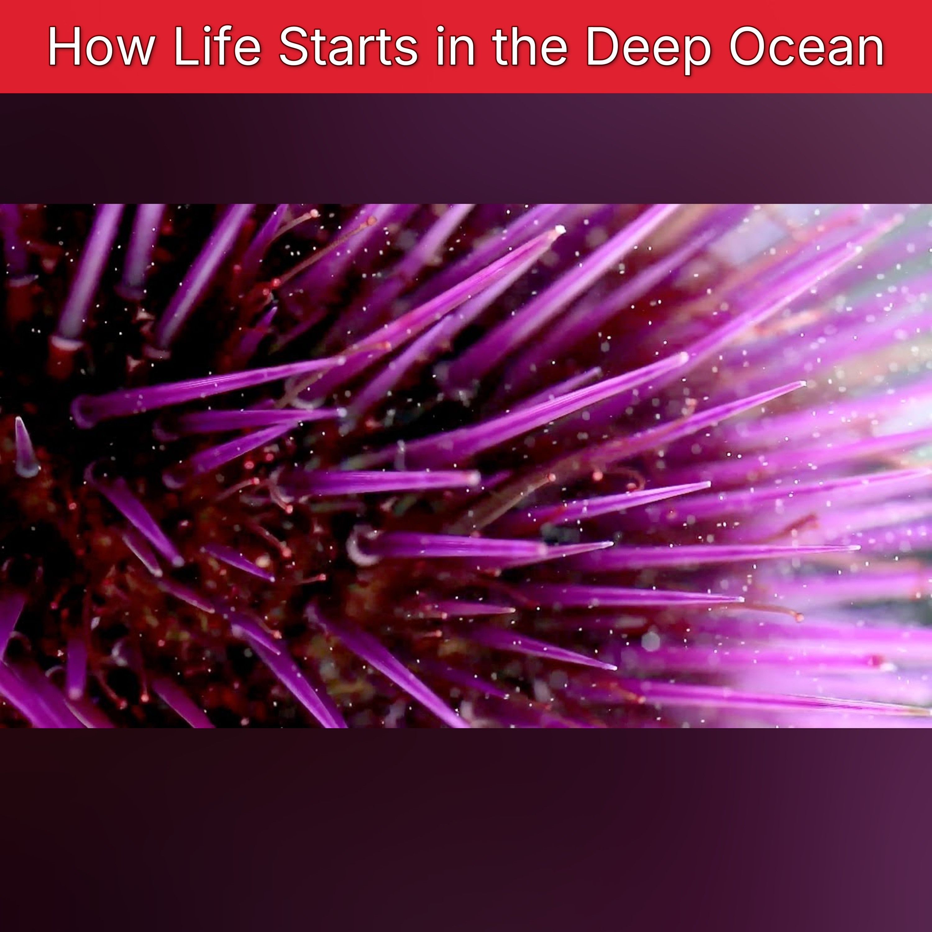 How Life Starts in the Deep Ocean episode artwork
