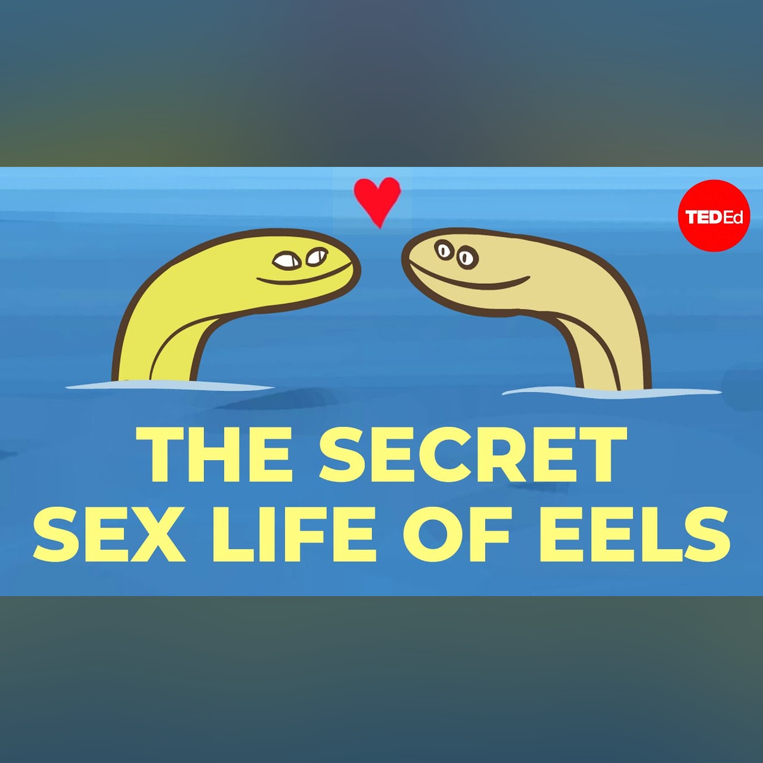 No one can figure out how eels have sex - Lucy Cooke