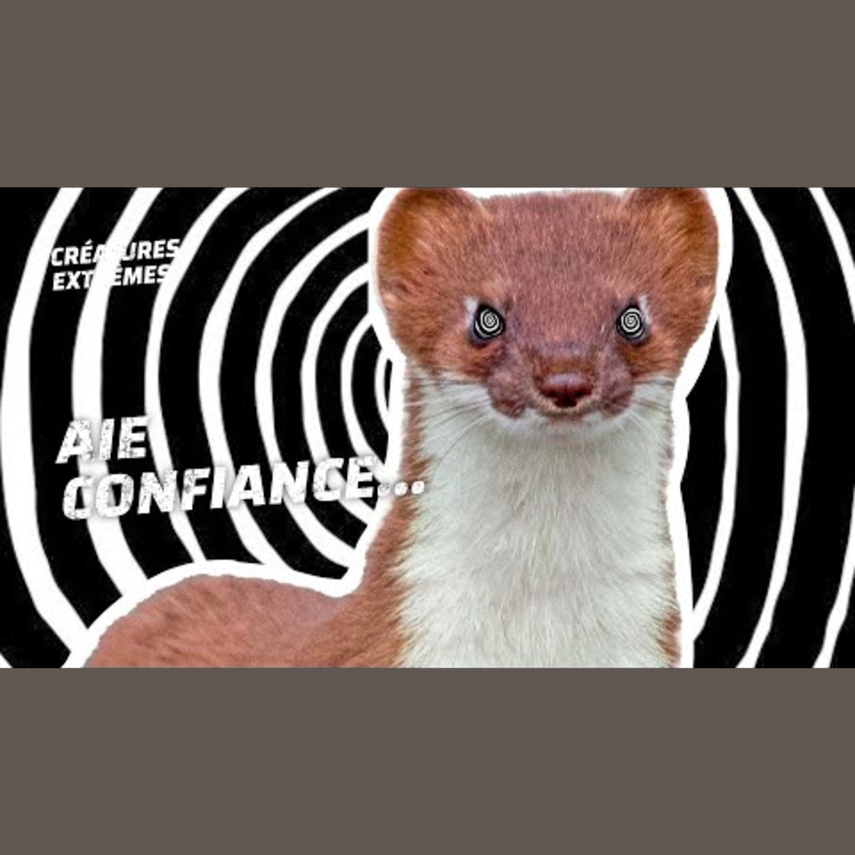 Les hermines nous hypno-killent !