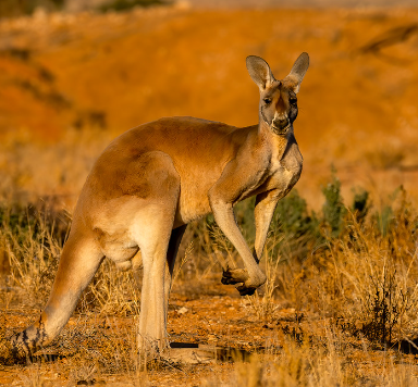 Iconic Red Kangaroo