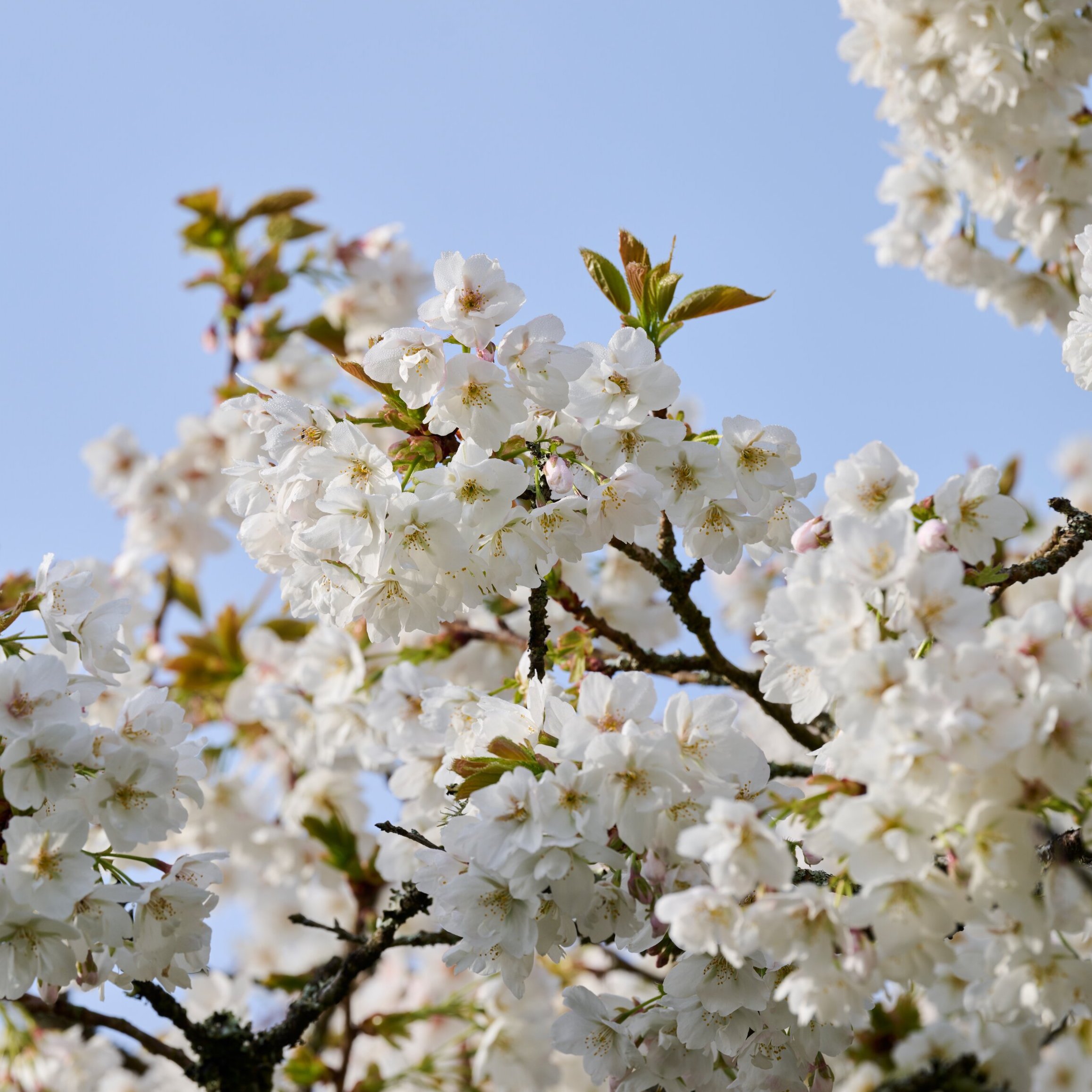 Resilient gardens, blossoming trees & growing cucumbers