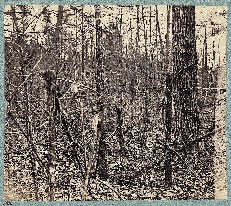 MILLIONS FALL: The Destruction of Trees During The Civil War / Taft and Television