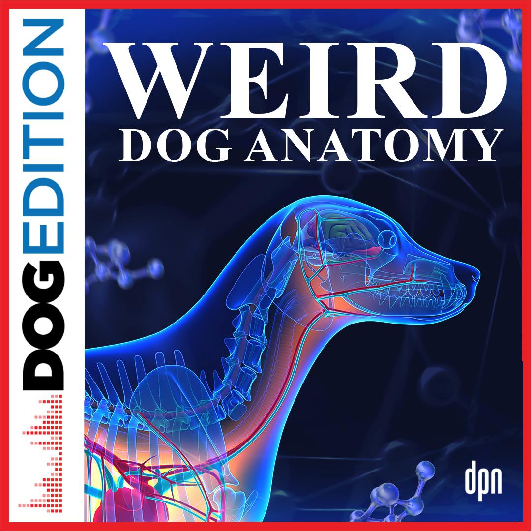 Weird Dog Anatomy | Dog Edition #80 Weird Dog Anatomy | Dog Edition #80