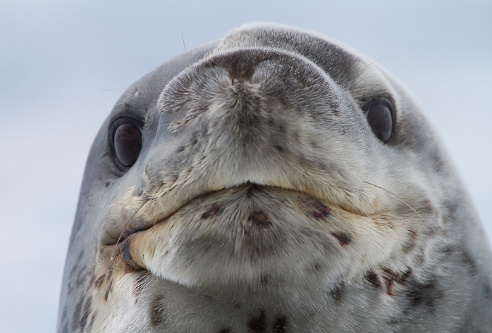 Leopard Seals: Antarctica’s Ultimate Predator (Classic) episode artwork