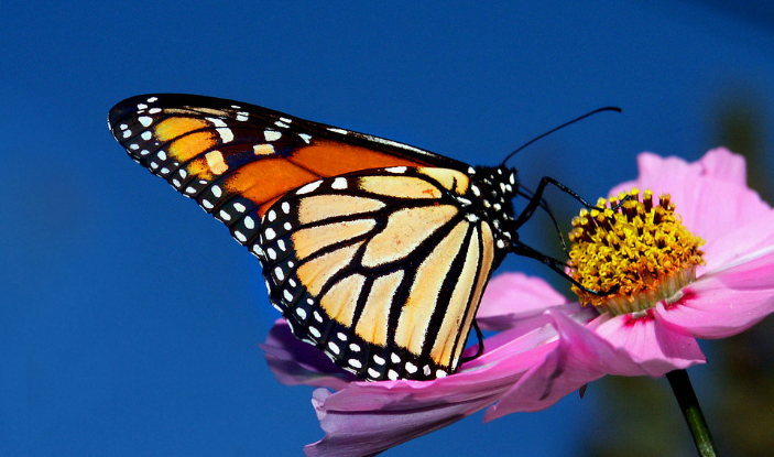 Monarch Butterfly- Revisited (Making a Comeback!)