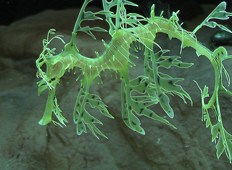 Masters of Disguise: The Incredible Sea Dragons (From the Vault)