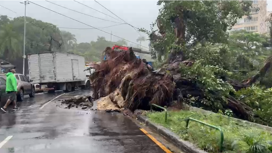 Chuva causa estragos no Rio; árvore de grande porte cai e ocupa via no Leblon episode artwork