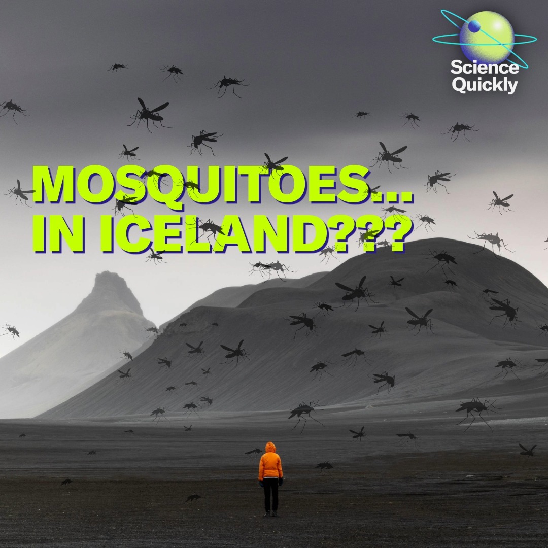 Mosquitoes Invade Iceland, Earth Darkens, and Bird Flu Returns