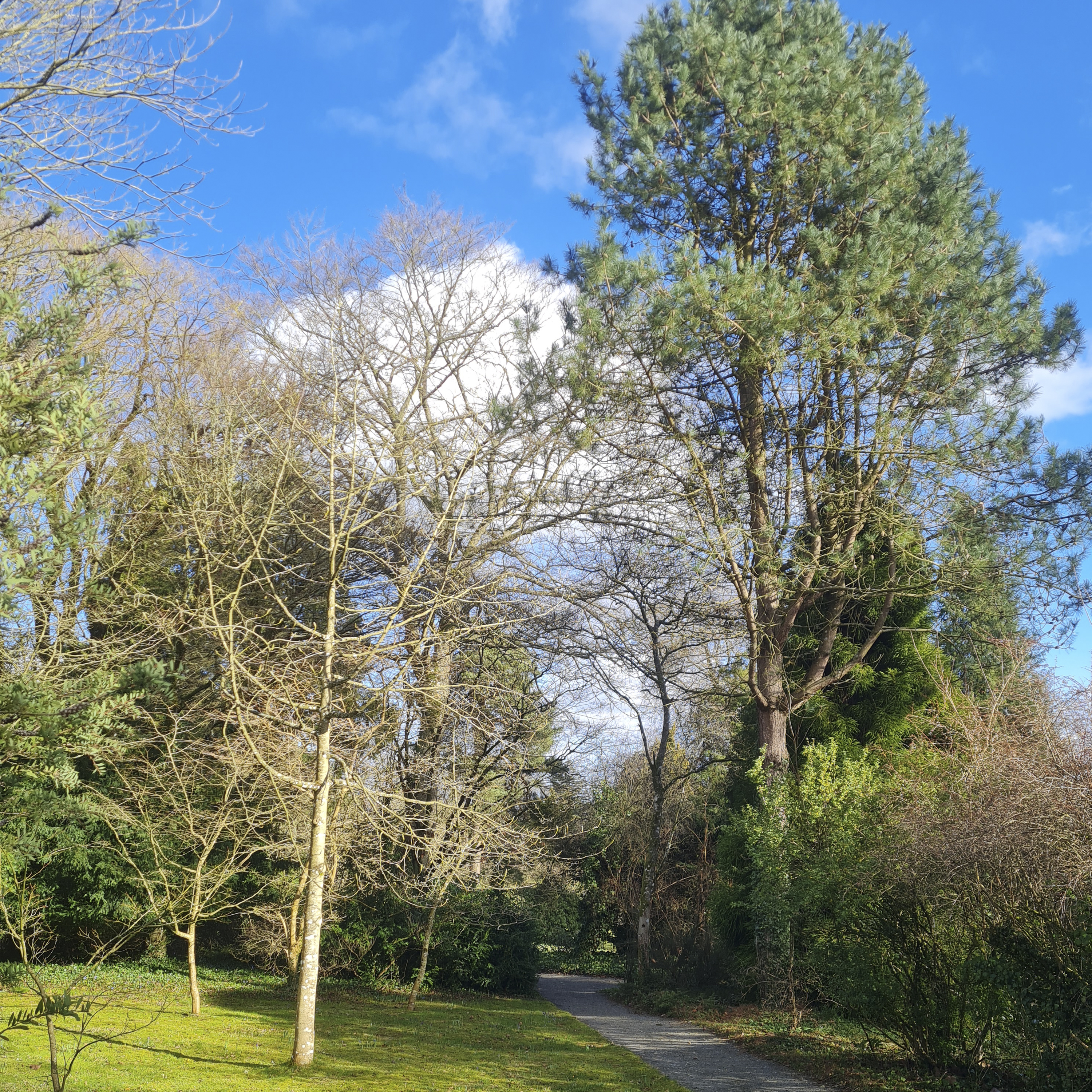 Sound Escape 212. A burst of early spring birdsong on a rare sunny day