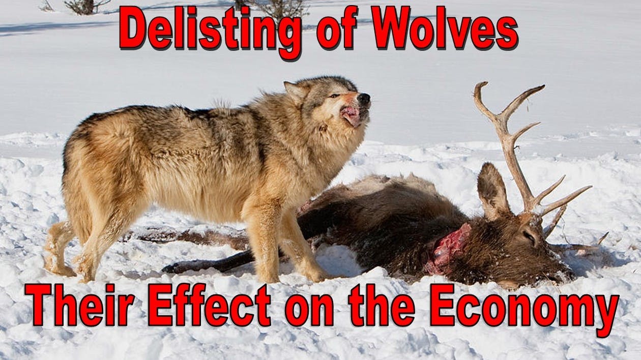 Wolf Delisting & Their Effect on the Economy