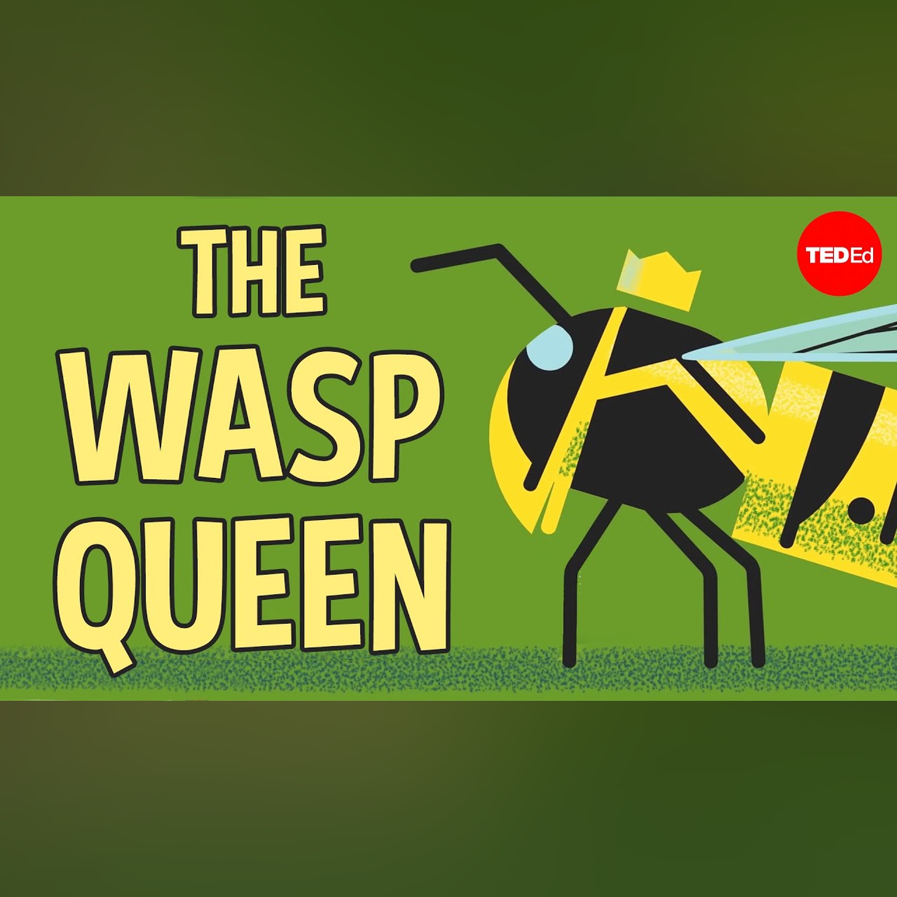 Licking bees and pulping trees: The reign of a wasp queen - Kenny Coogan
