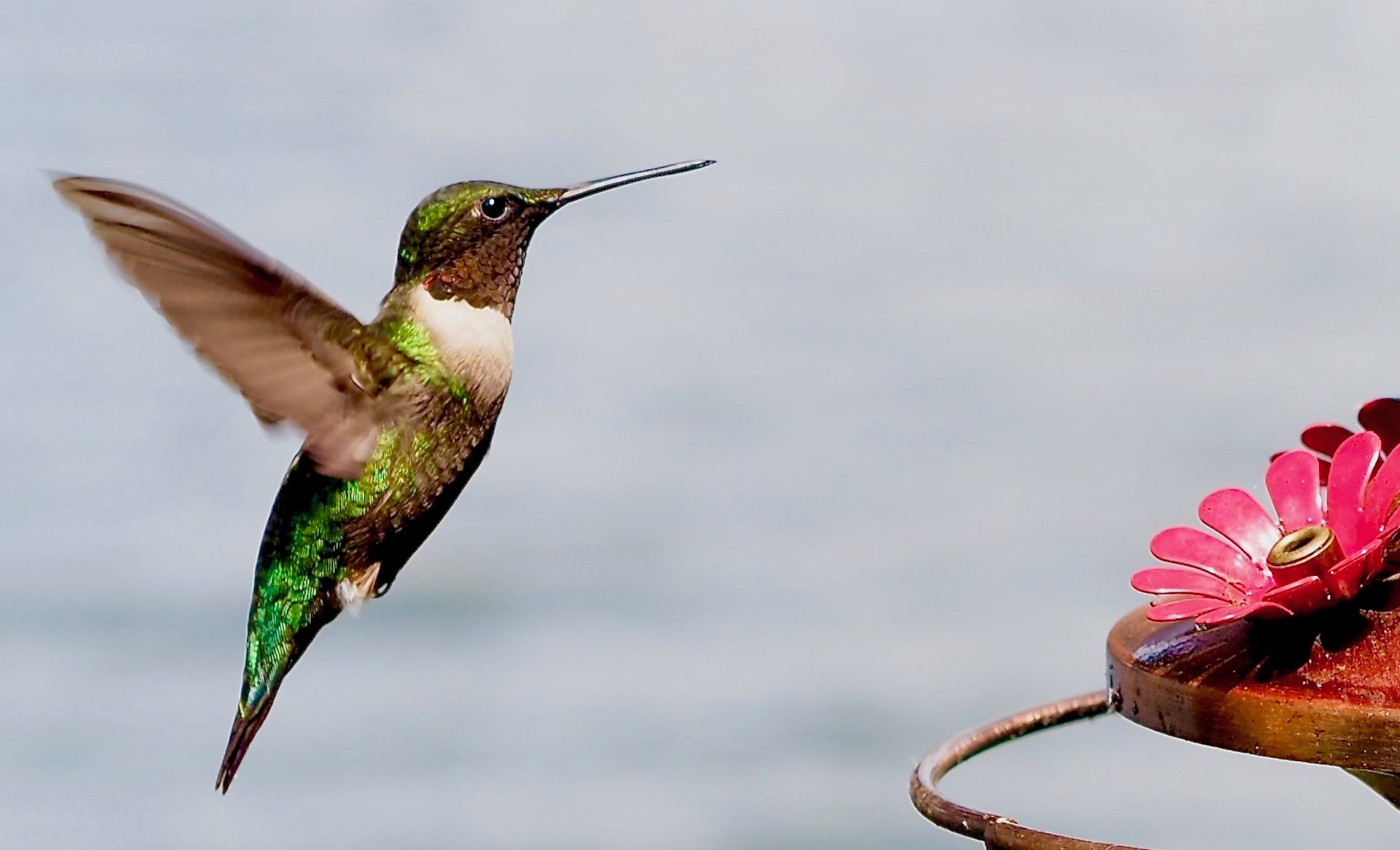 Hummingbirds Do Hover